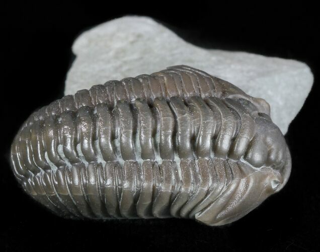 Inflated, Flexicalymene Trilobite - Ohio #57835